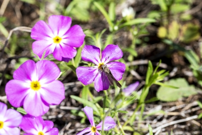 Wildflowers March 2020